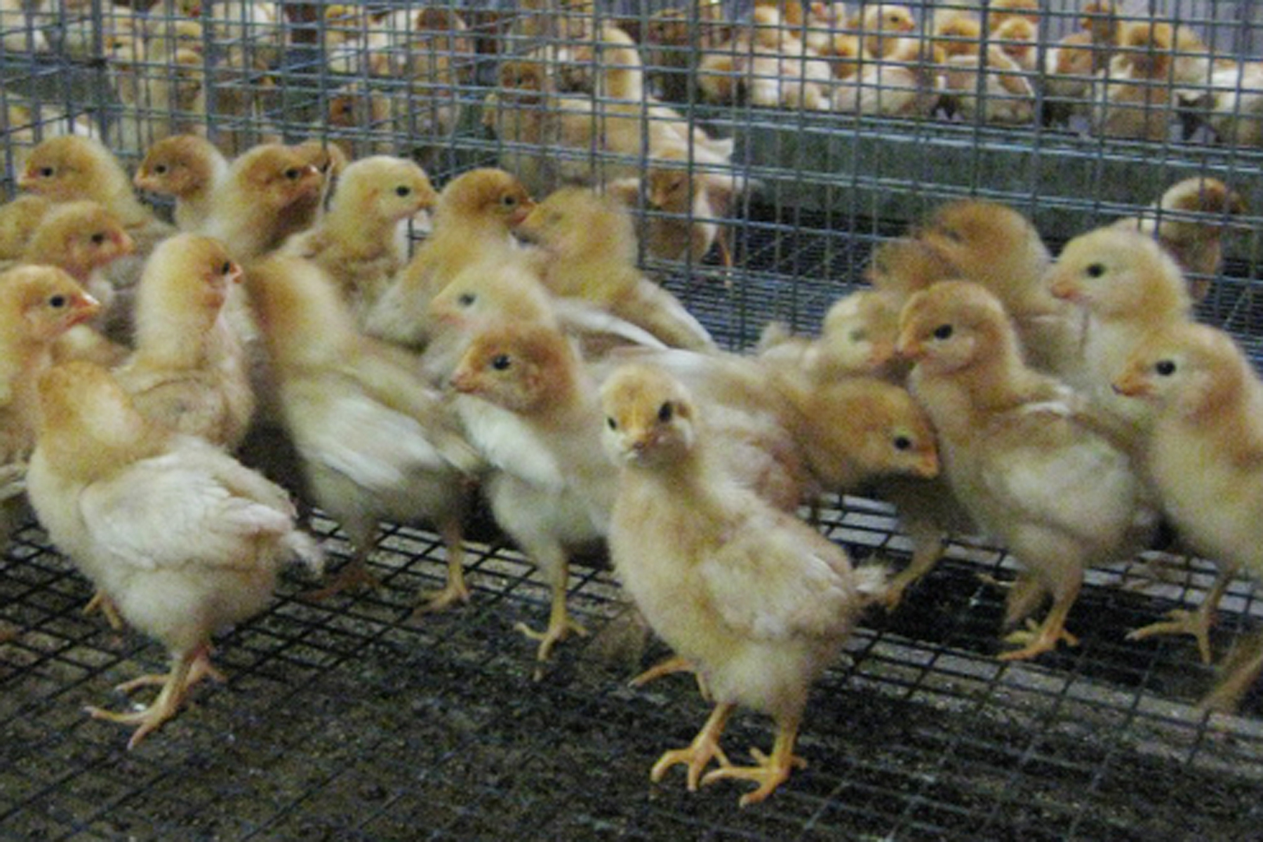 ケージ飼いにより栄養バランスの整った飼料を鶏一羽一羽にきちんと与えることができ、卵の品質を安定させて、保つことにつながります。