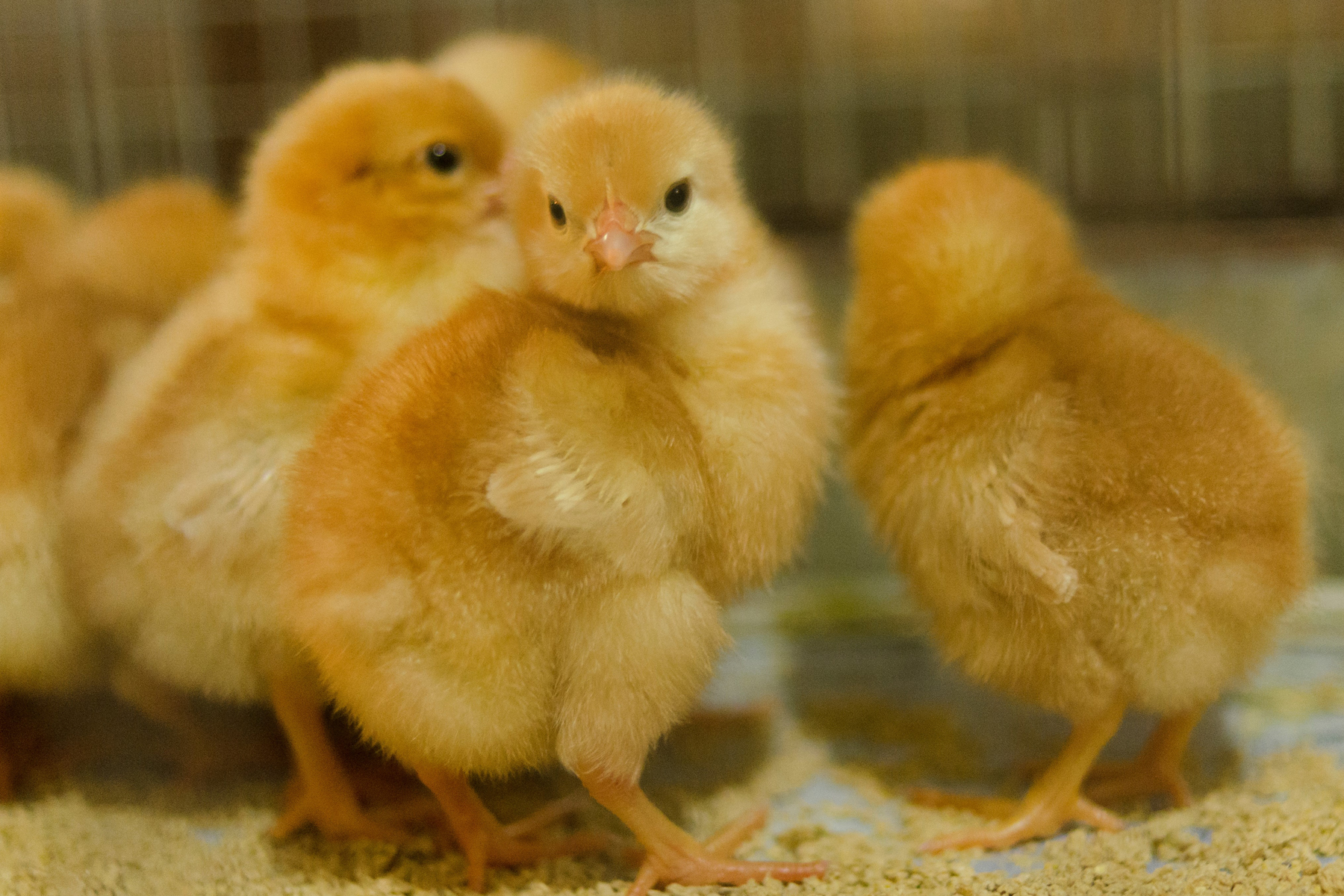 ケージ飼いにより栄養バランスの整った飼料を鶏一羽一羽にきちんと与えることができ、卵の品質を安定させて、保つことにつながります。